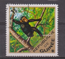 Guinee Used ; Chimpansee - Schimpansen