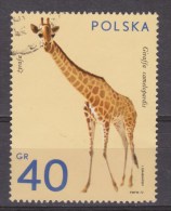 Polen, Poland, Polande, Polska Used ; Giraffe, Jirafa, - Girafes