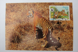 (5/4/31) AK "Tiger" (Panthera Tigris) - Tigres