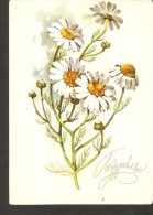 M19. Russia -  Greetings Postcard By Kurtenko Artist 1974 - Flower Daisy - Geneeskrachtige Planten