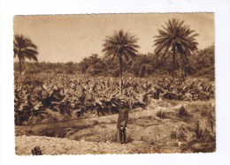 FORECARIAH  Plantation De Bananes - Guinée
