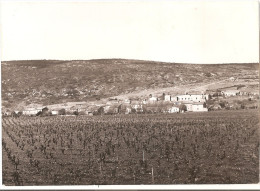 Aude - 11 - Pradelles En Val -vue Générale Vignes En 1971 , Ed Photo Du Vieux Port De Marseille - Andere & Zonder Classificatie