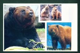 ARMENIA  -  Caucasian Brown Bear  Unused Postcard As Scans - Arménie
