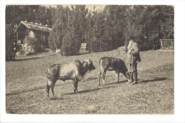 LVA1732 - Parc D'acclimatation Des Geneveys Sur Coffrane Couple De Zébus - Coffrane