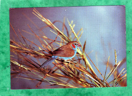 Gambian Wildlife Red-cheeked Cordon-bleu Uraeginthus Bengalus The Gambia - Gambie