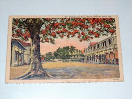 Carte Postale Ancienne : FIDJI , FIJI : SUVA , Flamboyant Tree , Victoria Parade - Figi