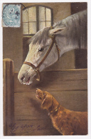 Carte Illustrée Par A Müller, München - Box Cheval En Compagnie D'un Chien "Epagneul Breton" Circulé 1904, UPU - Mueller, August - Munich