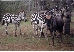 31  -  ZEBRES  -  PLAISANCE DU TOUCH -  CPM - Zebra's