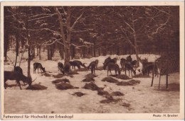 Cpa  Futterstand Fur Hochwild Am Erbeskopf - Zu Identifizieren