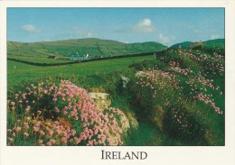 COTTAGE NESTLING AMONGST THE ROLLING HILLS OF WEST CORK - Cork