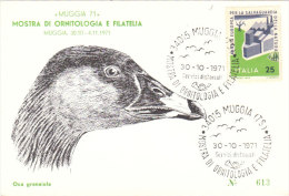 ITALIA 1971 MOSTRA ORNITOLOGIA E FILATELIA - MUGGIA 71- OCA GRANAIOLA - Geese
