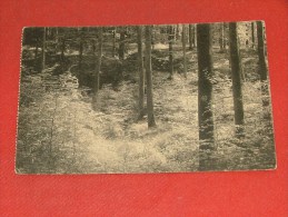 BRUXELLES - AUDERGHEM  - Forêt De Soignes - Près De La Source De L'Empereur - Oudergem - Auderghem