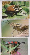 3 CPM D INSECTES, GOLIATH, CRIKET Et SPHINK BELIER - Insects