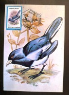 ROUMANIE Oiseaux (COPSYCHUS SAULARIS) Carte Maximum. FDC, Emis En 1992 (aaa) - Autres & Non Classés