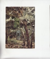 BF27190 Banana Trees Caribbean Islands  Front/back Image - Other & Unclassified