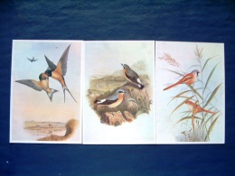 3 Postcards On Birds - Painted By John Gould - Belgium - Pájaros