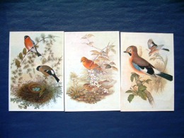 3 Postcards On Birds - Painted By John Gould - Belgium - Pájaros