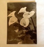 SINCERI AUGURI FIORE CALLA VINTAGE NON VIAGGIATA BROMOFOTO K - Otros & Sin Clasificación