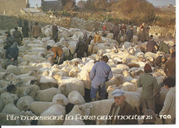 OUESSANT L'ILE D'.... - La Foire Aux Moutons, Qui A Lieu Une Fois Par An. - Ouessant