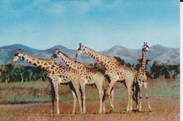 CPSM GIRAFES UN SIECLE APRES LIVINGSTONE BASUTOLAND  PHOTO JACK O NEILL PEARSON  1956 - Jirafas