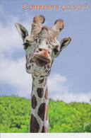 CPM GIRAFE HUMOUR  COMMENT CA VA  ? YVON - Giraffen