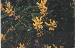 Océanie - Nouvelle Calédonie - Fleur Acacia Spirorbis - Nouvelle-Calédonie