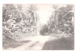 RP  SAID TO BE GOLD COAST Ghana A ROAD DIRT TRACK AND NATIVE COCONUT TREES EITHER SIDE UNUSED  CARD 5 OF 7 - Ghana - Gold Coast