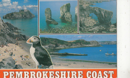 BF29782 Pembrokeshire Coast Bird Oisseaux   UK  Front/back Image - Pembrokeshire