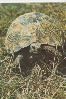 CPA TURTLE, SPUR THIGHED TURTOISE - Tortues