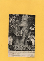 Gros Chêne D'ALLOUVILLE - Ayant 15m De Circonférence à La Base - Il Contient Deux Chapelles - Allouville-Bellefosse