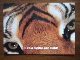 Tiger Eye's Carte Postale - Tiger