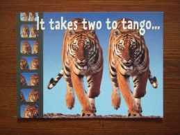 Tiger It Takes Two To Tango... Carte Postale - Tigres