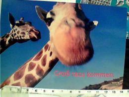 GIRAFFA  GIRAFFE  GROSS RAUS KOMMEN N2013 EM9138 - Giraffe