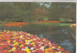 BF30431 Keukenhof Lisse Holland Netherland  Front/back Image - Lisse