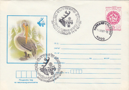 2272- BIRDS,  PELICAN, COVER STATIONERY, 1981, BULGARIA - Pelicans