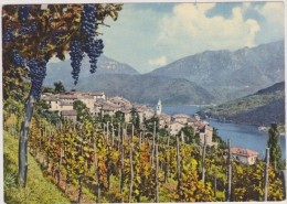 SUISSE,SWITZERLAND,SWISS, HELVETIA,SCHWEIZ ,TESSIN,TICINO,VICO -MORCOTE,LAGO DI LUGANO,VIGNE,VIN - Lugano