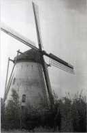 GEMERT (Noord-Brabant) - Molen/moulin - De Verdwenen Beltmolen Van Buurtschap Nieuwstraat, Kort Voor De Brand Van 1954 - Gemert