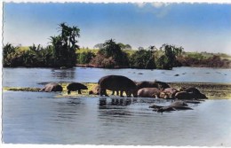 Cp 1101  FAUNE AFRICAINE HIPPOPOTAMES AU BAIN - Hippopotamuses