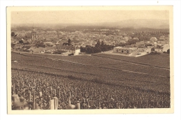 Cp, Agriculture, Collection Champagne Pommery Et Greno - Reims (51) - Vignoble D'Ay, 1er Cru De Raisins Noirs - Viñedos