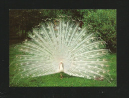 Vogelpark Walsrode  (A33) , Weißer Pfau - Neu - - Walsrode