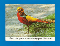 Vogelpark Walsrode  (A30) , Goldfasan - Neu - - Walsrode