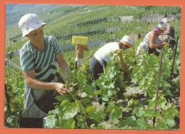 Oct127, Epesses, Chez Georges Fonjallaz, Effeuilleuse Valdotaines Et Savoyardes, Vignes, Lavaux, GF, Non Circulée - Épesses