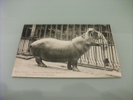 ZOO GIARDINO ZOOLOGICO MUSEO DELLA STORIA NATURALE PARIGI HIPPOPOTAME DU SENEGAL - Hippopotamuses