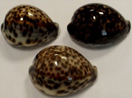 Coquillage - Porcelaine - Cypraeidae - Cypraea Tigris (linnaeus, 1758) - Philippines - Coquillages