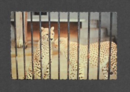 ANIMALS - ANIMAUX - GUÉPARD - GEPARD - CHEETAH - VIT SURTOUT EN ASIE ET EN AFRIQUE - PHOTO J.C. CARON - Tiger