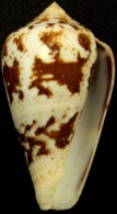 Coquillage - Cône - Conidae - Conus Ermineus (Born, 1778) - Martinique - Coquillages