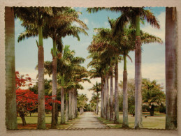 Mackay. N. Q. Royal Palms, Botanical Gardens - Mackay / Whitsundays