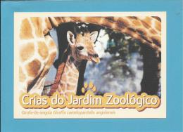 Girafa-de-angola ( Giraffa Camelopardalis Angolensis ) - Crias Do Jardim Zoológico - Lisbon ZOO Lisboa - Portugal - Giraffes