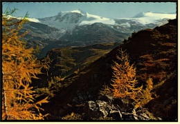 Herbst Im Tuxer Tal  -  Mit Gefrorene Wand Und Olperer  -  Ansichtskarte Ca. 1975    (3699) - Zillertal