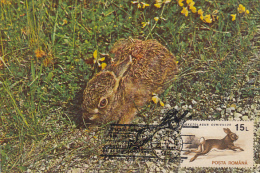 3111- RABBIT, CARTES MAXIMUM, 1994, ROMANIA - Conejos